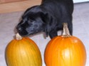 Abby and Pumpkins 2.JPG